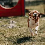 Pies do adopcji, Czartki, 13 kwietnia 2026