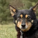 Pies do adopcji, Pieczyska, 13 kwietnia 2026