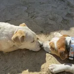 Pies do adopcji, Milanówek, 17 kwietnia 2026