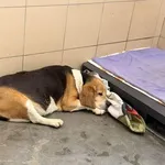 Pies do adopcji, Kraków, 29 marca 2026