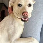 Pies do adopcji, Przyborówko, 13 kwietnia 2026