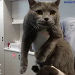 Znaleziono kota, Szczecin, 14 kwietnia 2026