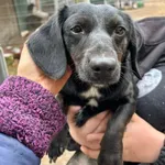 Pies do adopcji, Przyborówko, 13 kwietnia 2026