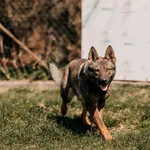 Pies do adopcji, Czartki, 13 kwietnia 2026