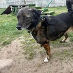 Pies do adopcji, Henrykowo, 13 lipca 2025