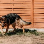 Pies do adopcji, Czartki, 13 kwietnia 2026