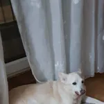 Zaginął pies, Łódź, 14 kwietnia 2026