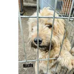 Pies do adopcji, Przyborówko, 22 kwietnia 2026