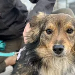 Pies do adopcji, Przyborówko, 13 kwietnia 2026