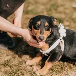 Millie 616093903264537