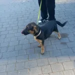 Pies do adopcji, Ciosny, 11 kwietnia 2026