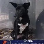 Kopka