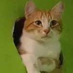 Zaginął kot, Łódź, 14 kwietnia 2026