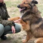 Pies do adopcji, Bełchatów, 28 marca 2026