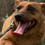 Pies do adopcji, Pieczyska, 15 kwietnia 2026