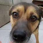 349420 Kobi
