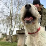 Pies do adopcji, Bełchatów, 21 stycznia 2026