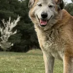 Pies do adopcji, Pieczyska, 15 kwietnia 2026