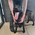 Przyjęty: 2026-04-15 Gmina: Inne Płeć: Suka Opis: mieszaniec, pręgowane