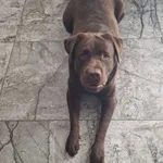 Zaginął pies, Cielimowo, 15 kwietnia 2026