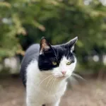 Kot do adopcji, Piła, 19 lutego 2026
