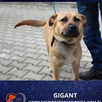 Gigant