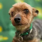 Pies do adopcji, Zgierz, 15 kwietnia 2026