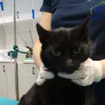 DŻINA