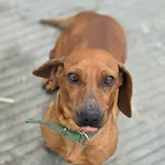 Pies do adopcji, Zgierz, 15 kwietnia 2026