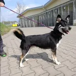 Znaleziono psa, Grudziądz, 16 kwietnia 2026