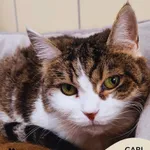 Kot do adopcji, Gdynia, 16 kwietnia 2026