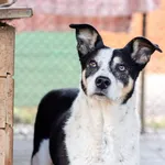 Oddam psa, Olsztyn, 16 kwietnia 2026