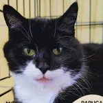 Kot do adopcji, Gdynia, 16 kwietnia 2026