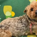 Pies do adopcji, Zgierz, 15 kwietnia 2026