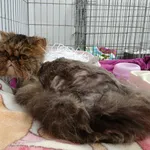 Kocurek poz. 26/176/K