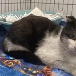 Kocurek poz. 26/189/K