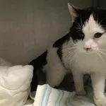 Kocurek poz. 26/167/K