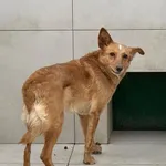Pies do adopcji, Bełchatów, 6 lutego 2025