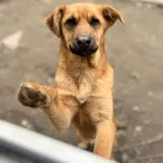 Oddam psa, Olsztyn, 16 kwietnia 2026