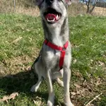 Pies do adopcji, Żywiec, 17 kwietnia 2026