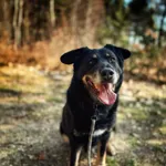 Pies do adopcji, Dłużyna Górna, 17 kwietnia 2026