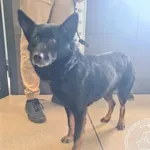 Znaleziono psa, Chełmek, 17 kwietnia 2026