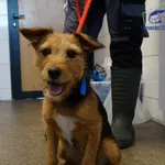 Znaleziono psa, Szczecin, 17 kwietnia 2026