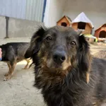 Pies do adopcji, Milanówek, 17 kwietnia 2026