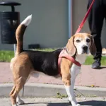 Znaleziono psa, Skałowo, 17 kwietnia 2026