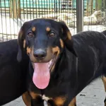 Pies do adopcji, Gorzów Wielkopolski, 17 kwietnia 2026