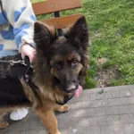 Znaleziono stosunkowo młodą suczkę w typie owczarka niemieckiego. Psinka bardzo przyjazna do człowieka, reaguje na wołanie, potrafi chodzić na smyczy, zadbana.