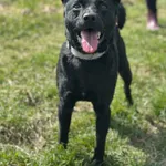 Pies do adopcji, Żywiec, 17 kwietnia 2026