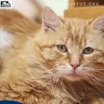 Kot do adopcji, Malawa, 18 kwietnia 2026