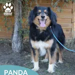 Pies do adopcji, Dąbrówka, 17 kwietnia 2026